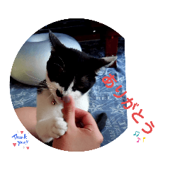 [LINEスタンプ] 猫の写真2(たらば君)