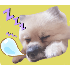 [LINEスタンプ] テトくんはポメラニアン