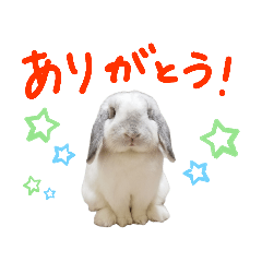 [LINEスタンプ] うさぎのはな  日常スタンプ2