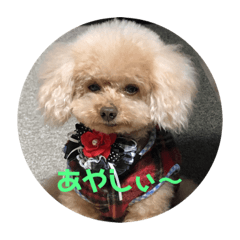 [LINEスタンプ] お犬様のつぶやき