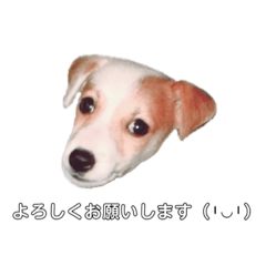 [LINEスタンプ] イケメン！ジャックラッセル