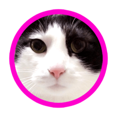 [LINEスタンプ] 八割れ猫セブン様