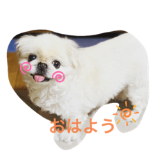 [LINEスタンプ] ペキニーズゆずこの日常あいさつ⭐️