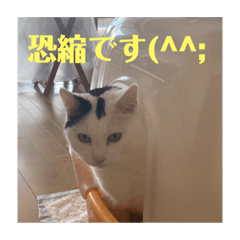 [LINEスタンプ] 猫んズ2