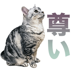 [LINEスタンプ] アメショの一朗