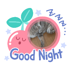 [LINEスタンプ] 仲良しキャットファミリー13