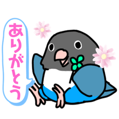 [LINEスタンプ] ボタンインコのクゥちゃん