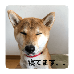 [LINEスタンプ] 秋ちゃんー♡