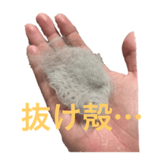 [LINEスタンプ] オシャン猫の黒江さん。