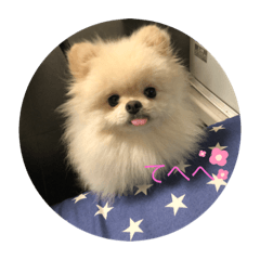 [LINEスタンプ] ちょこちゃんのまいにちスタンプ
