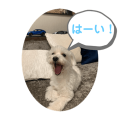 [LINEスタンプ] マルチーズ たろうのスタンプ①