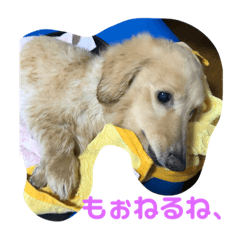 [LINEスタンプ] アッシュ、ミニチュアダックス、犬、日常