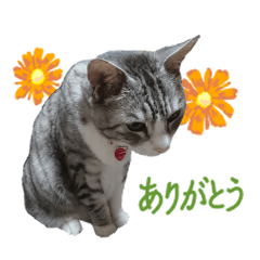 [LINEスタンプ] かわいいサバトラ猫のスタンプ