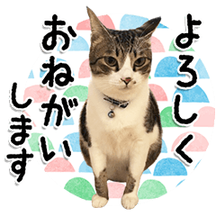 [LINEスタンプ] ちょこ＆あずき2（ぺとすた）