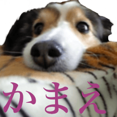 [LINEスタンプ] けもけもらぽち