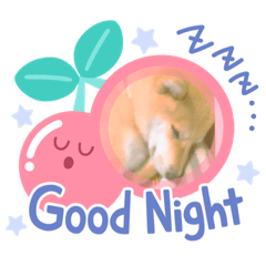 [LINEスタンプ] 柴犬すたんぷ！1