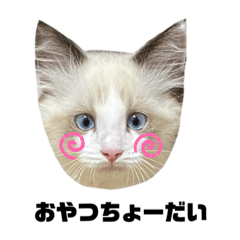 [LINEスタンプ] もちもち39スタンプ