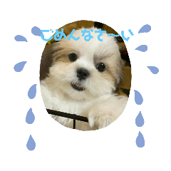 [LINEスタンプ] シーズーの4姉妹達