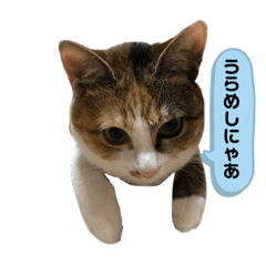 [LINEスタンプ] 猫のレモンスタンプ2