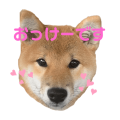[LINEスタンプ] うちの子。。。