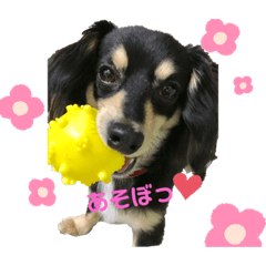 [LINEスタンプ] チワックス♡simba