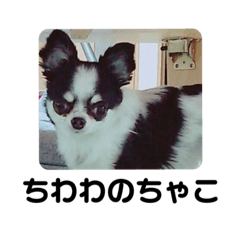 [LINEスタンプ] 第2弾 チワワのチャコちゃん
