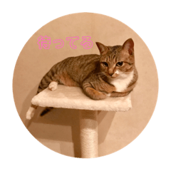 [LINEスタンプ] ひめこの気まぐれスタンプ