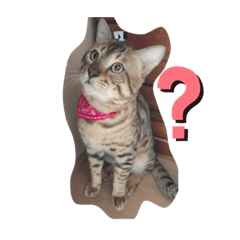 [LINEスタンプ] 猫のきもち 犬のきもち