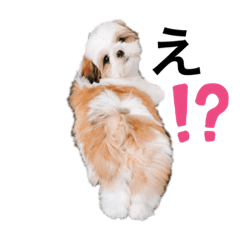 [LINEスタンプ] シーズーピコスタンプ