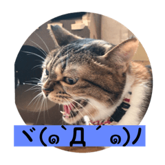 [LINEスタンプ] にゃんこ三姉妹1