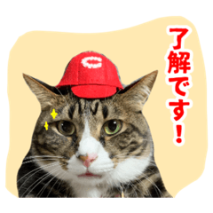 [LINEスタンプ] ついキャッツファミリー