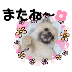 [LINEスタンプ] テトくんはポメラニアン2