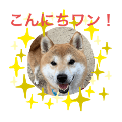 [LINEスタンプ] 柴犬りくちん★