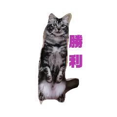 [LINEスタンプ] 軍人猫の一言