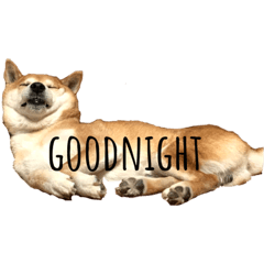 [LINEスタンプ] 柴犬たつお