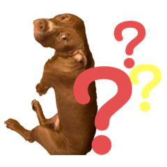 [LINEスタンプ] Pit Bull 6ヵ月