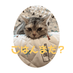 [LINEスタンプ] 大好き！ココちゃん
