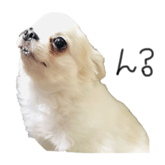 [LINEスタンプ] チワワのちろくん。