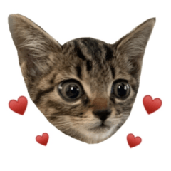 [LINEスタンプ] 高貴な子猫 こてつさん