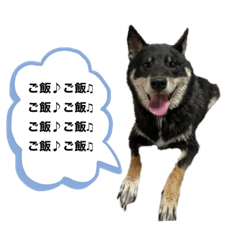 [LINEスタンプ] はじめてのスタンプ作成(柴犬＆猫)