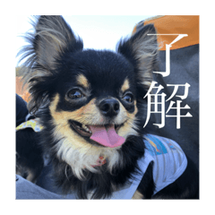 [LINEスタンプ] トロのアルバム