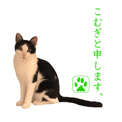 [LINEスタンプ] こむぎのにちじょう