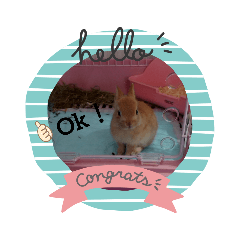 [LINEスタンプ] うさぎのmiyちゃん