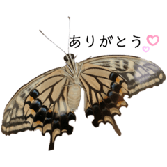 [LINEスタンプ] アゲハすたんぷ