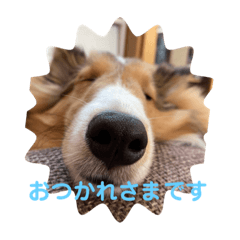 [LINEスタンプ] シェルティー すももちゃん