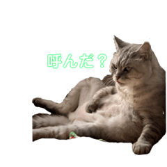[LINEスタンプ] かまねこほだ