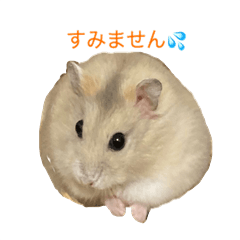 [LINEスタンプ] 基本のかわいいハムスター②