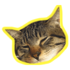 [LINEスタンプ] かさい家の猫たち