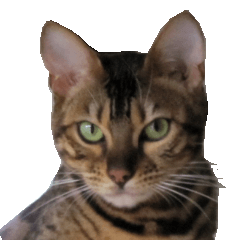 [LINEスタンプ] 猫実写 あび猫本舗スタンプ