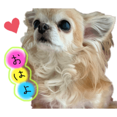 [LINEスタンプ] 可愛い実写チワワちゃん